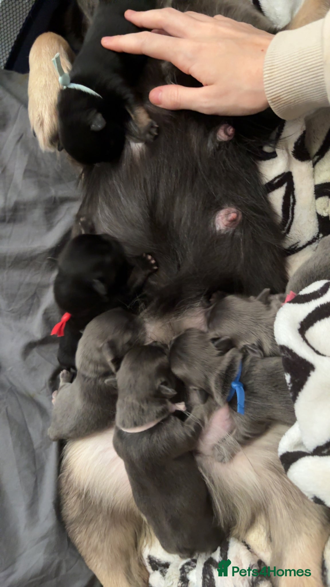 French Bulldog dogs for sale: 6 long haired French bulldogs for sale - Advert 5