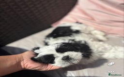 Shih Tzu dogs for sale: Puppies Shih tzu  in Peterborough - Image 8