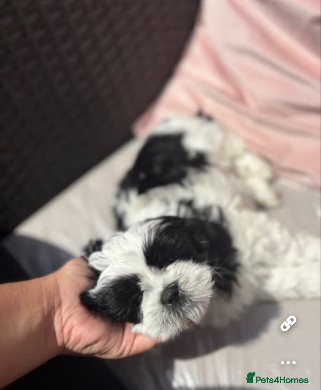 Shih Tzu dogs for sale: Puppies Shih tzu  in Peterborough - Image 8