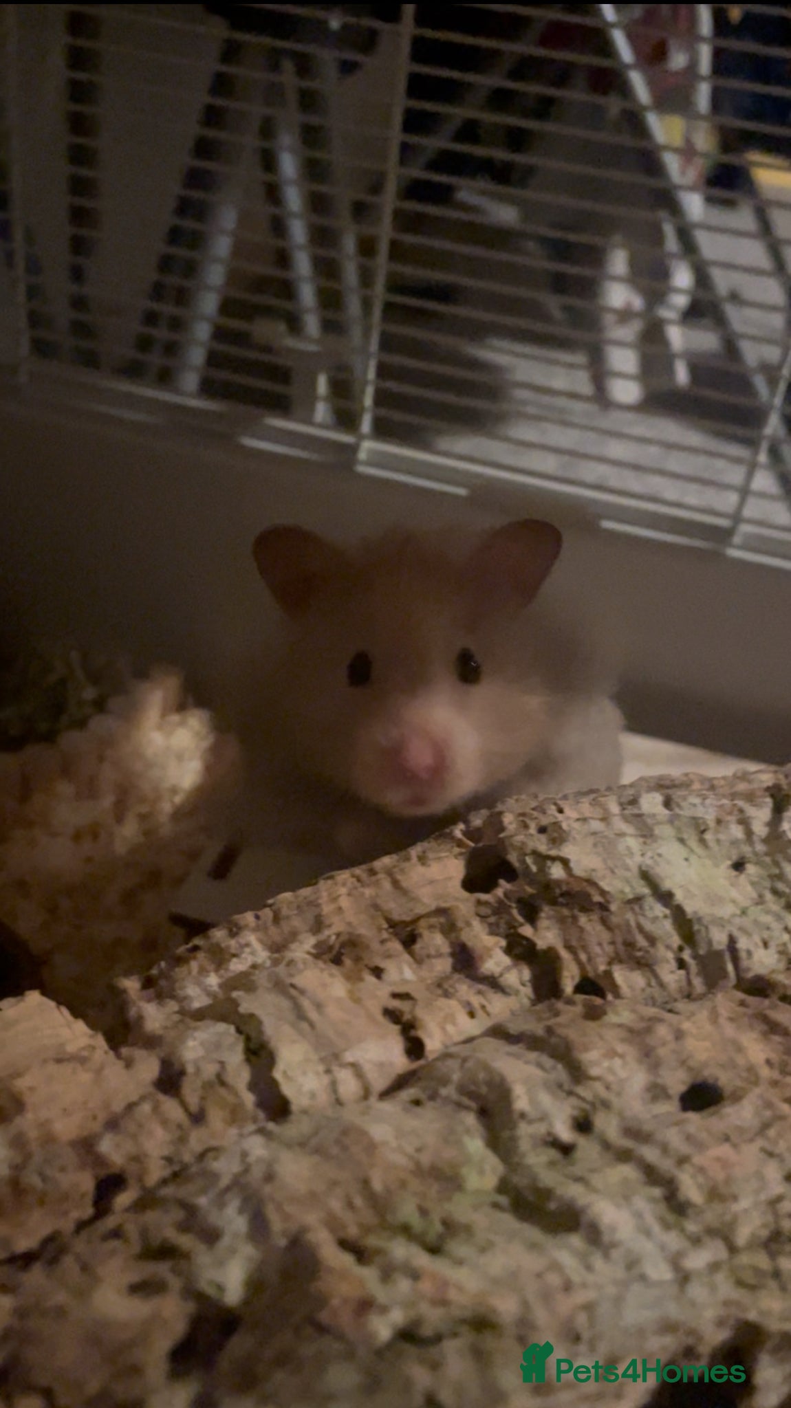 Hamster rodents Male Syrian hamster 1 year old - Advert 7
