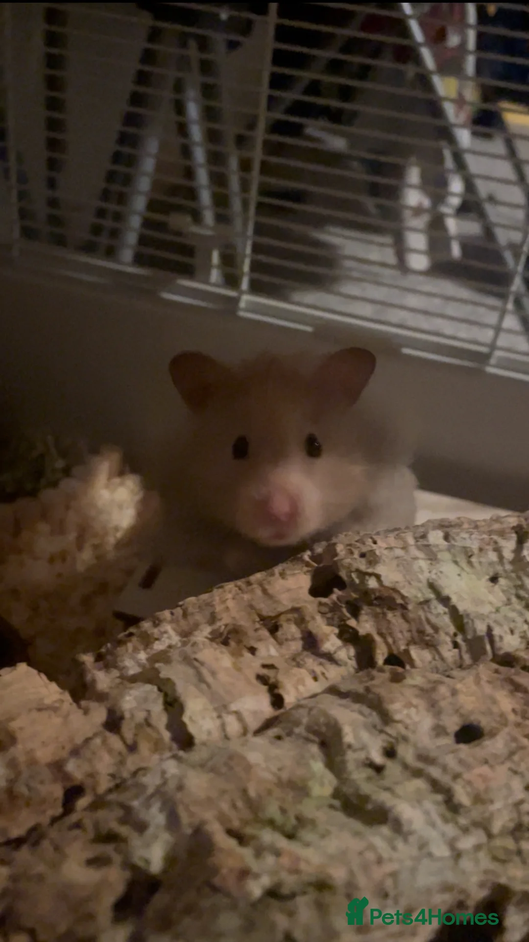 Hamster rodents for sale: Male Syrian hamster 1 year old - Advert 1