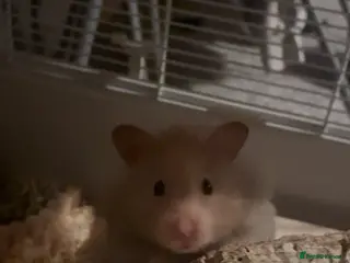 Hamster rodents Male Syrian hamster 1 year old - Advert 7