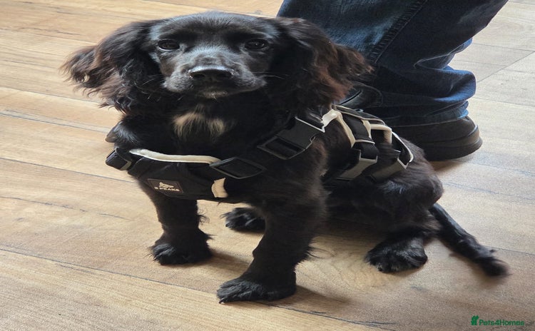 Cocker Spaniel dogs - Advert 15