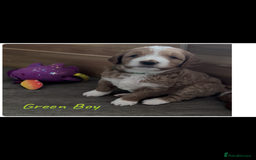 Australian Labradoodle dogs for sale: Pure Australian Labradoodle Puppies ready 30/09/25 - Image 9