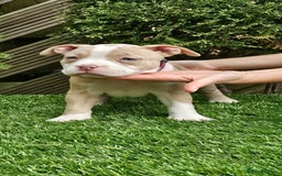 American Bully dogs for sale: 9 week old pocket bully pups, well known bloodline - Image 7