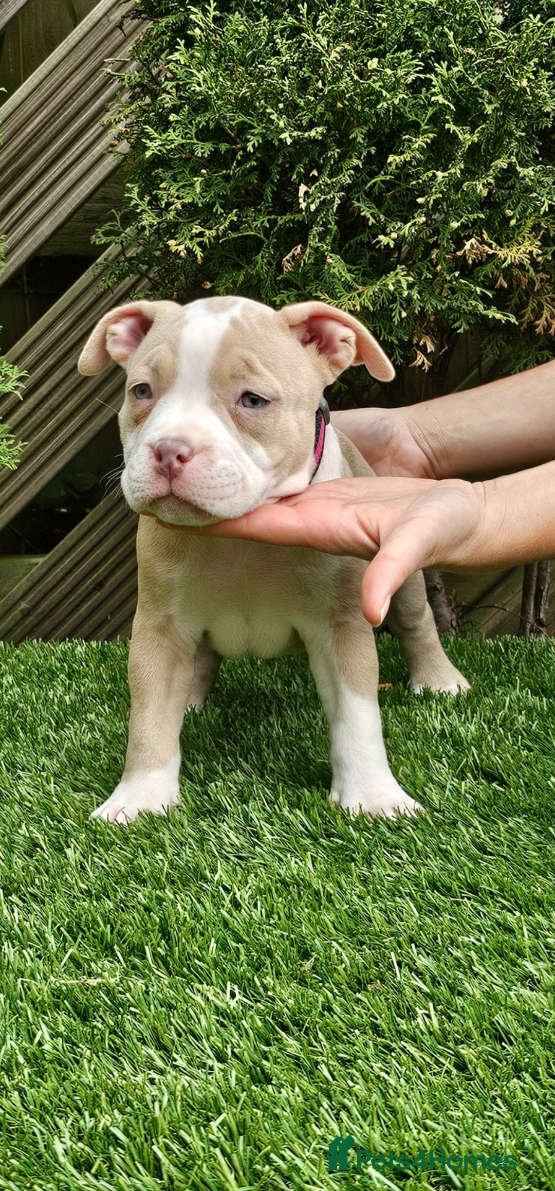 American Bully dogs for sale: 9 week old pocket bully pups, well known bloodline - Image 7