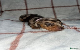 Miniature Dachshund dogs for sale: Beautiful Dachshund puppy’s  - Image 5