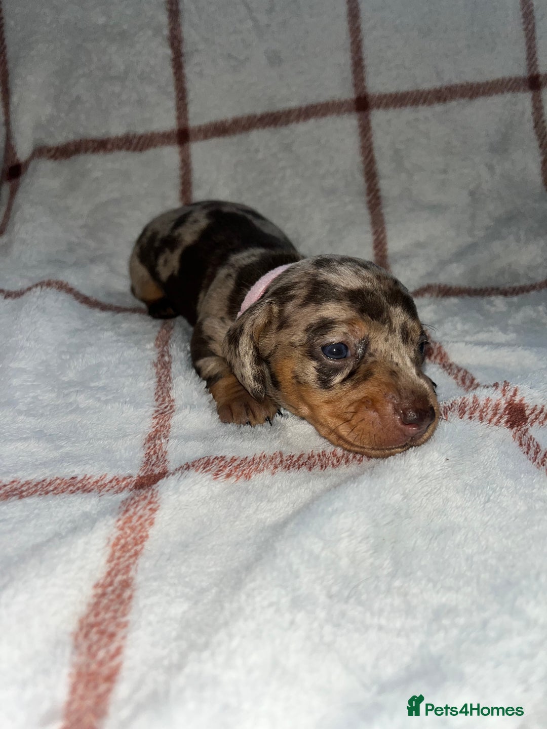 Miniature Dachshund dogs for sale: Beautiful Dachshund puppy’s  - Image 5