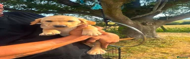 Labrador Retriever 1