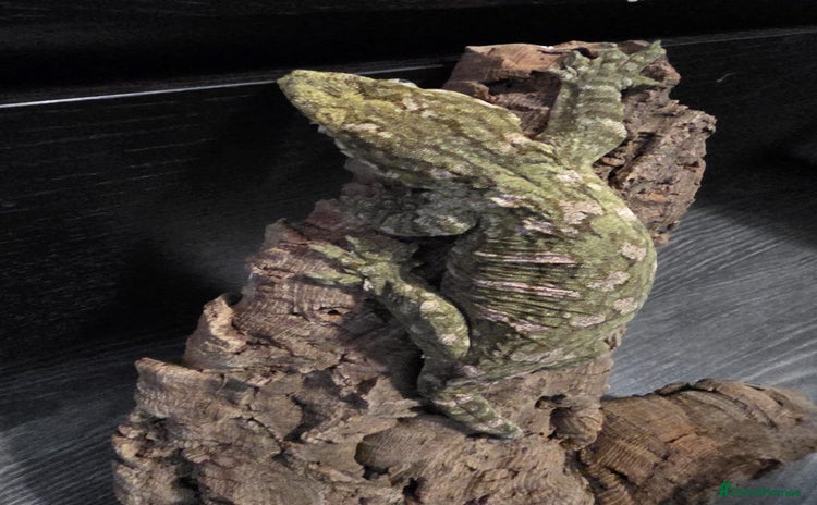 Gecko reptiles - Advert 4