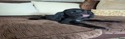 Cocker Spaniel dogs for sale: Health Tested KC Reg Showline Cocker Spaniel Pups - Advert 10