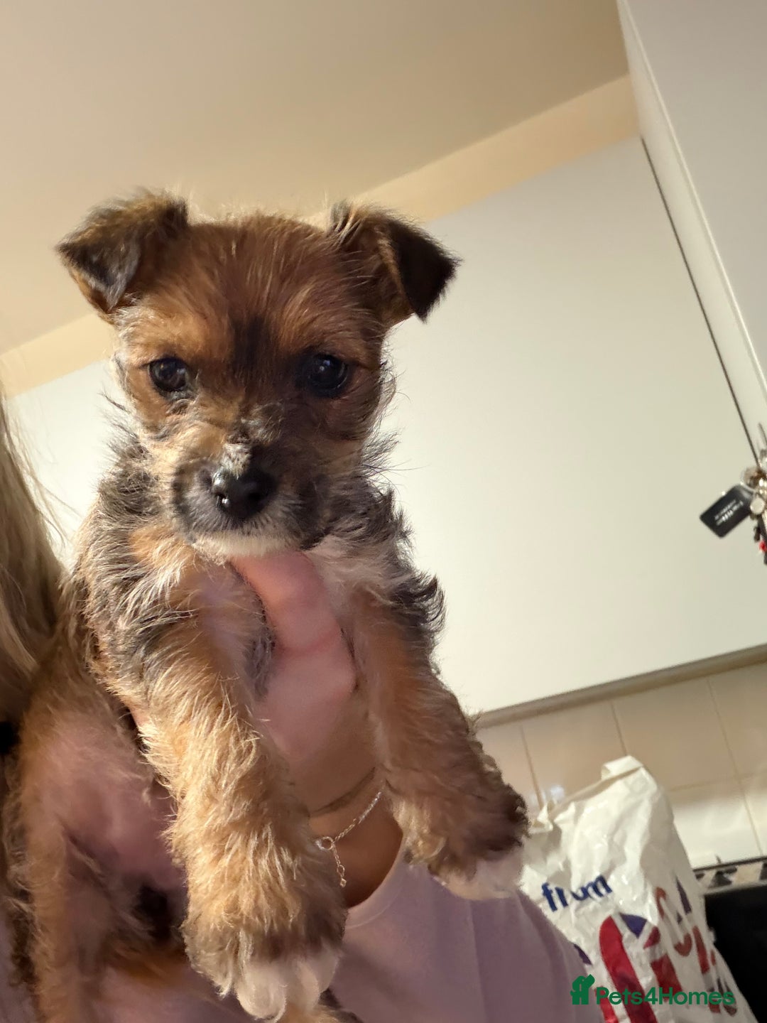 Mixed Breed dogs for sale: YORKIE X WESTIE female Pup - Advert 5