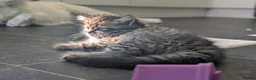 Persian cats for sale: Irresistible Russian Blue Persian Kittens. - Advert 3