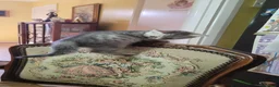 British Shorthair cats for sale:  Blue Snow Leopards looking for forever family in Croydon - Advert 6