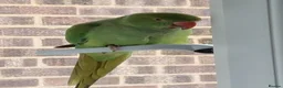 Ringnecks birds for sale: 2.5 Years Green Indian ringneck in Norwich - Advert 2