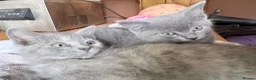 Mixed Breed cats for sale: Grey RagdollX kittens ready for homes x  - Advert 4