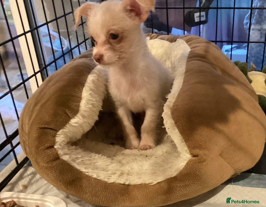 Chihuahua dogs for sale: Chihuahua babies ready now - Image 7