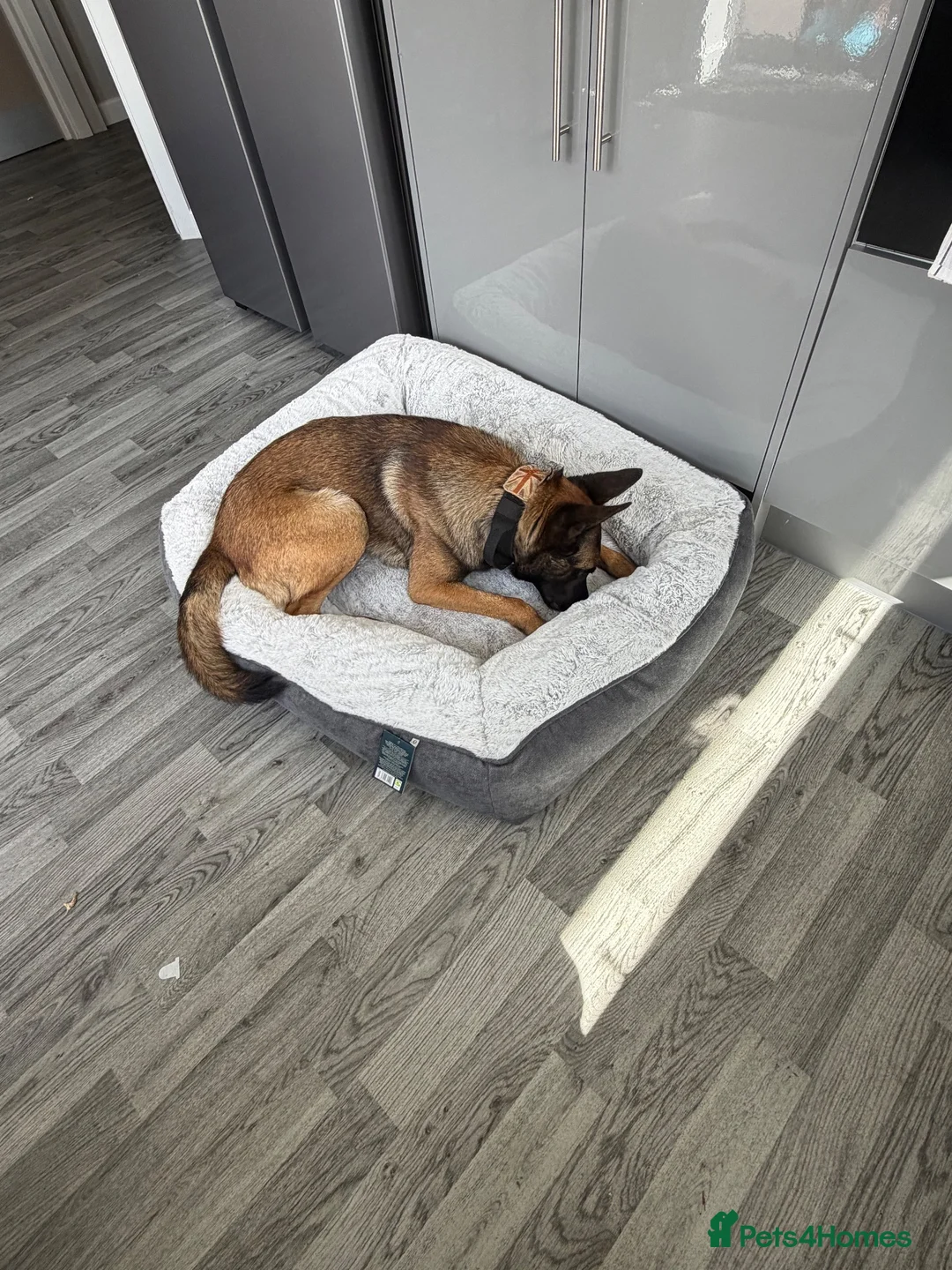 Belgian Shepherd Dog dogs for sale: Belgian Shepherd Dog (Malinois) - Advert 4