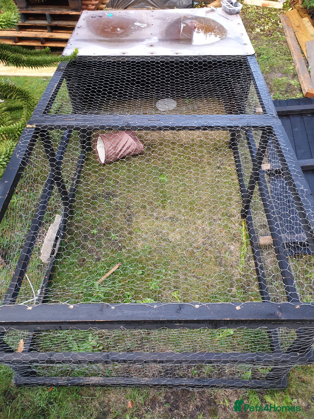 Havana rabbits for sale: Lovely little boy rabbit- hutch & run inc. - Advert 4