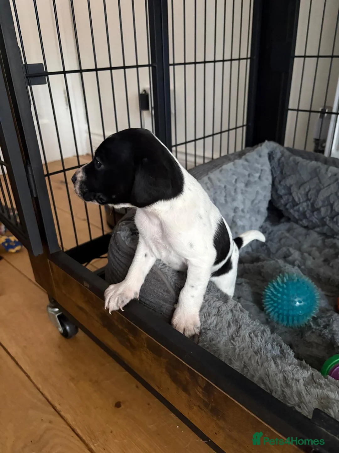 Mixed Breed dogs for sale: 3 gorgeous loving male puppies  - Advert 6