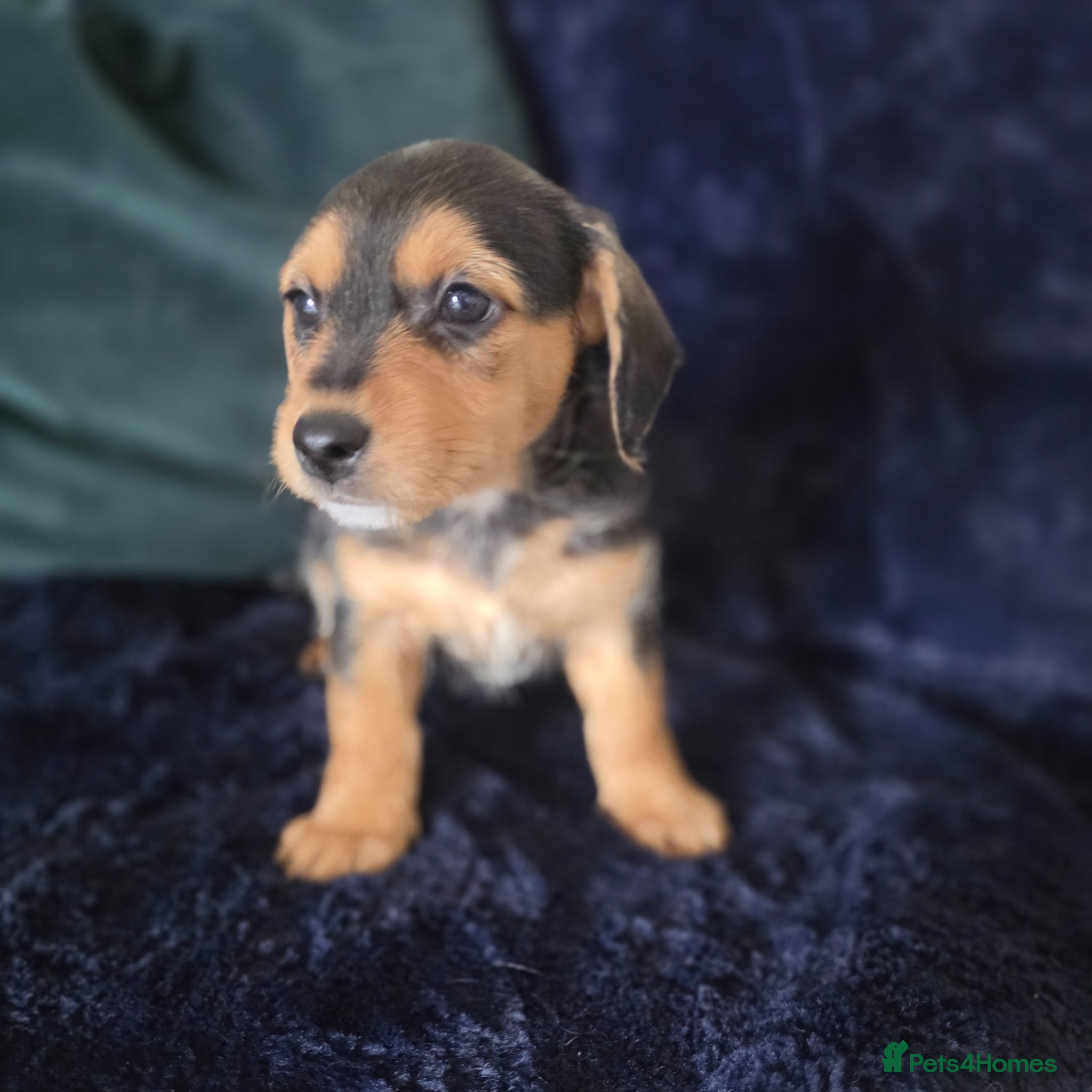 Mixed Breed dogs 5 beautiful doxipoo puppies for sale  - Advert 7