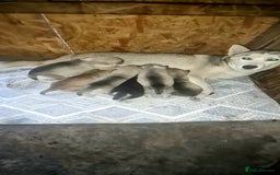 Siberian Husky dogs for sale: 6 siberian husky  - Advert 4