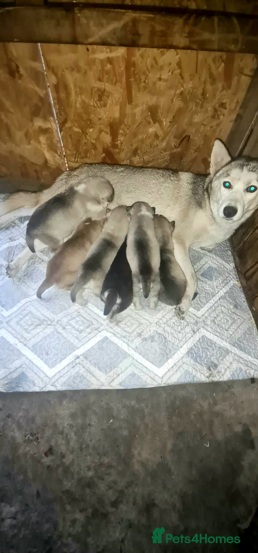 Siberian Husky dogs for sale: 6 siberian husky  - Advert 4