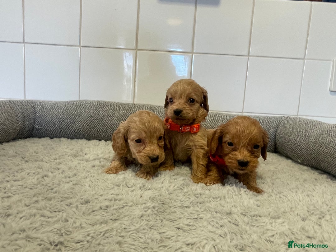 Cockapoo dogs for sale:  ❤️f1 cockapoos now having viewing 5 wks old  - Image 11