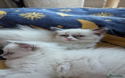 Ragdoll cats for sale: 🧁Sweet ragdolls - Image 10