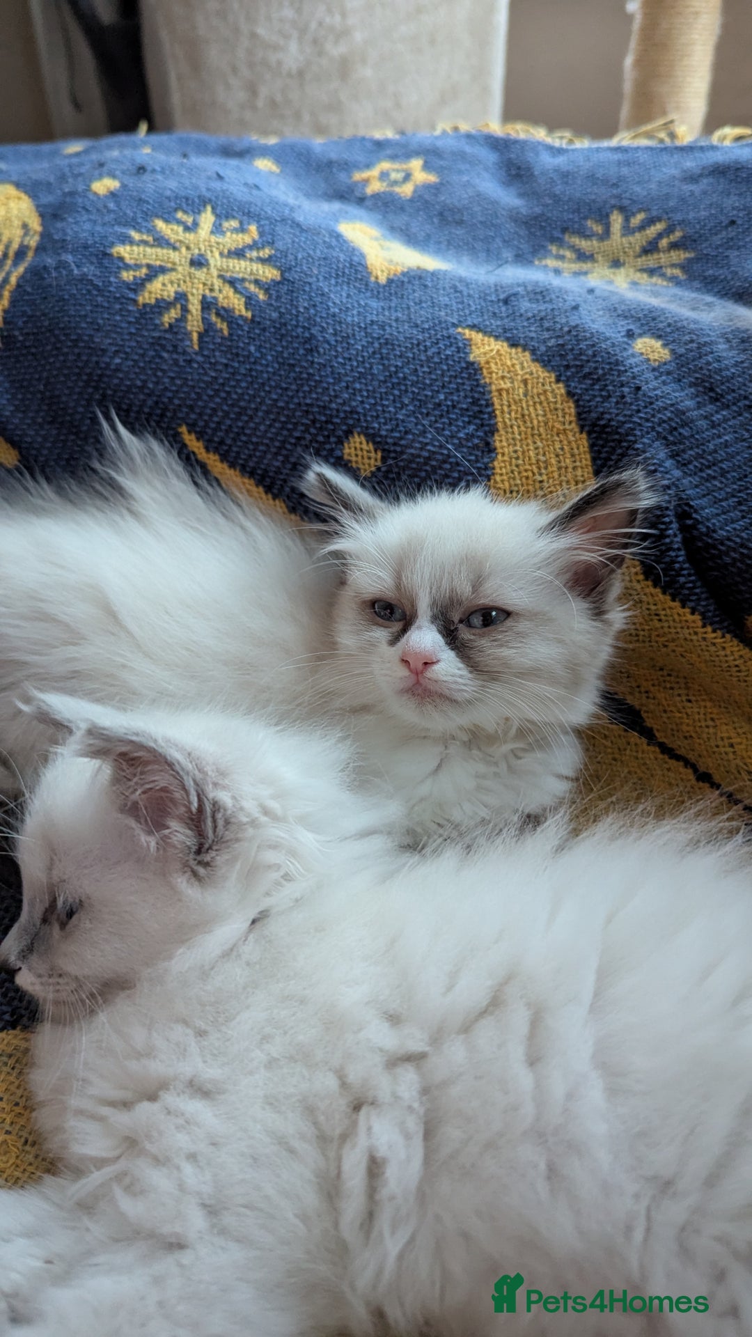 Ragdoll cats for sale: 🧁Sweet ragdolls - Image 10