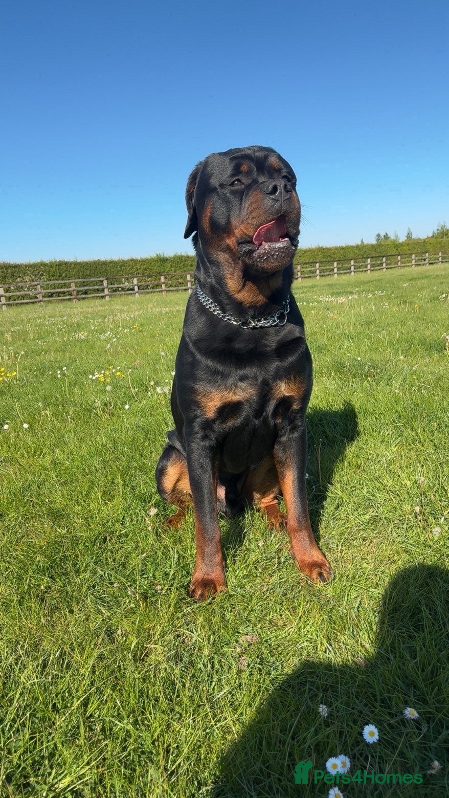 Rottweiler dogs Nero- Quality Stud for Healthy Pups - Advert 4