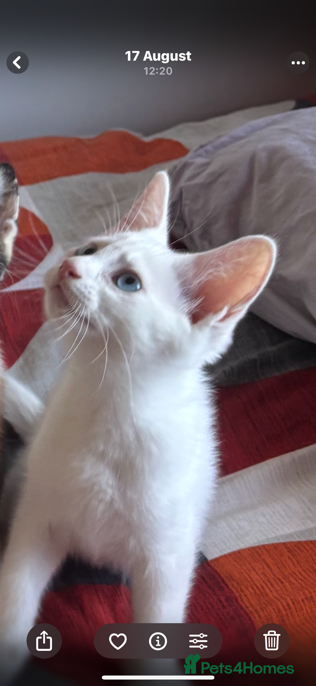 Mixed Breed cats for sale: Two Beautiful Kittens 💕 - Image 7
