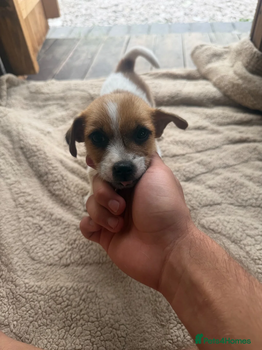 Jack Russell dogs for sale: Very sociable pure breed jack russel boy - Advert 2