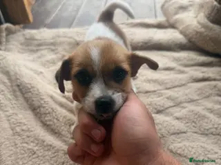 Jack Russell dogs Very sociable pure breed jack russel boy - Advert 1