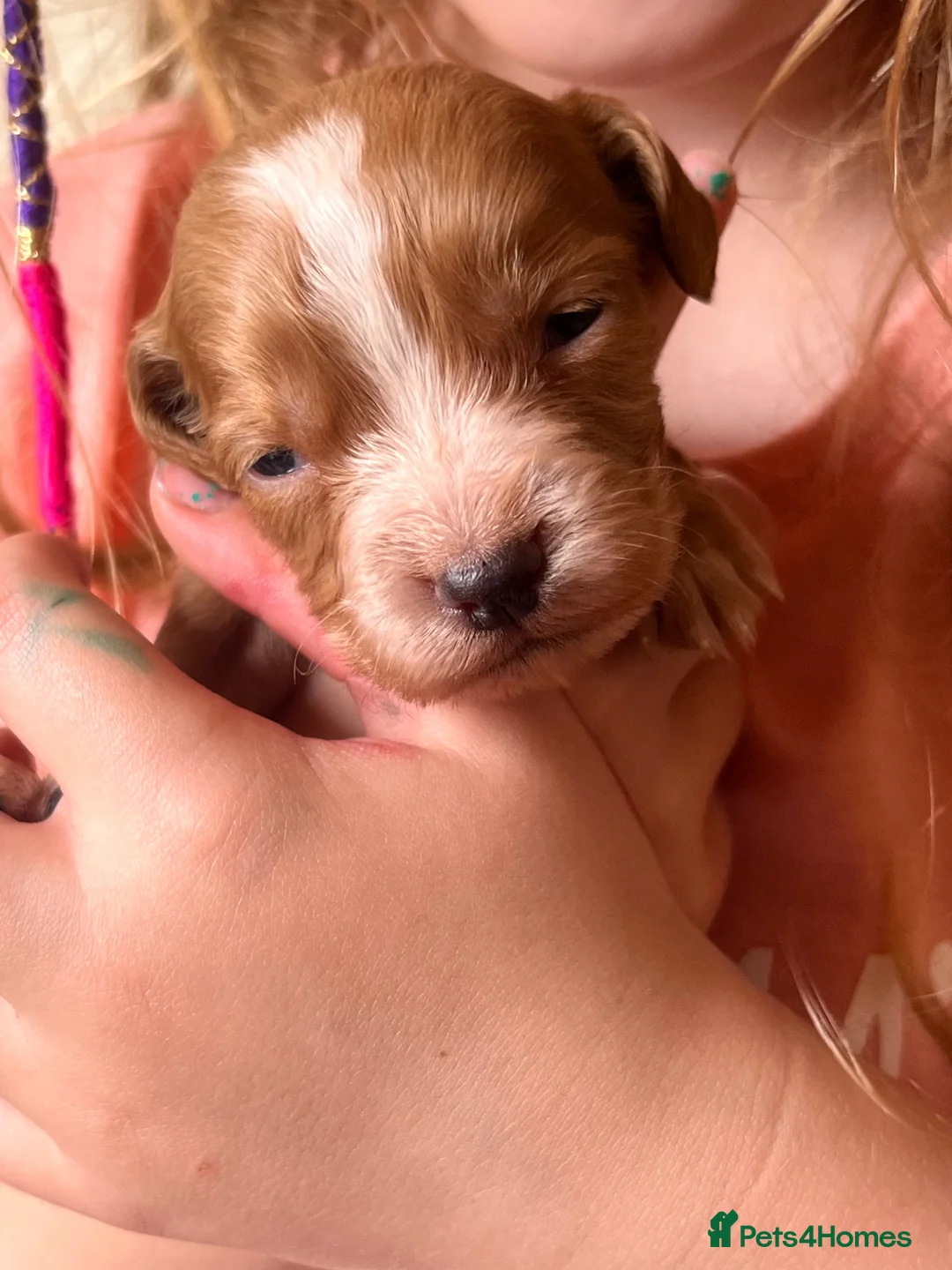 Cocker Spaniel dogs for sale: Working Cocker Spaniels  - Advert 4