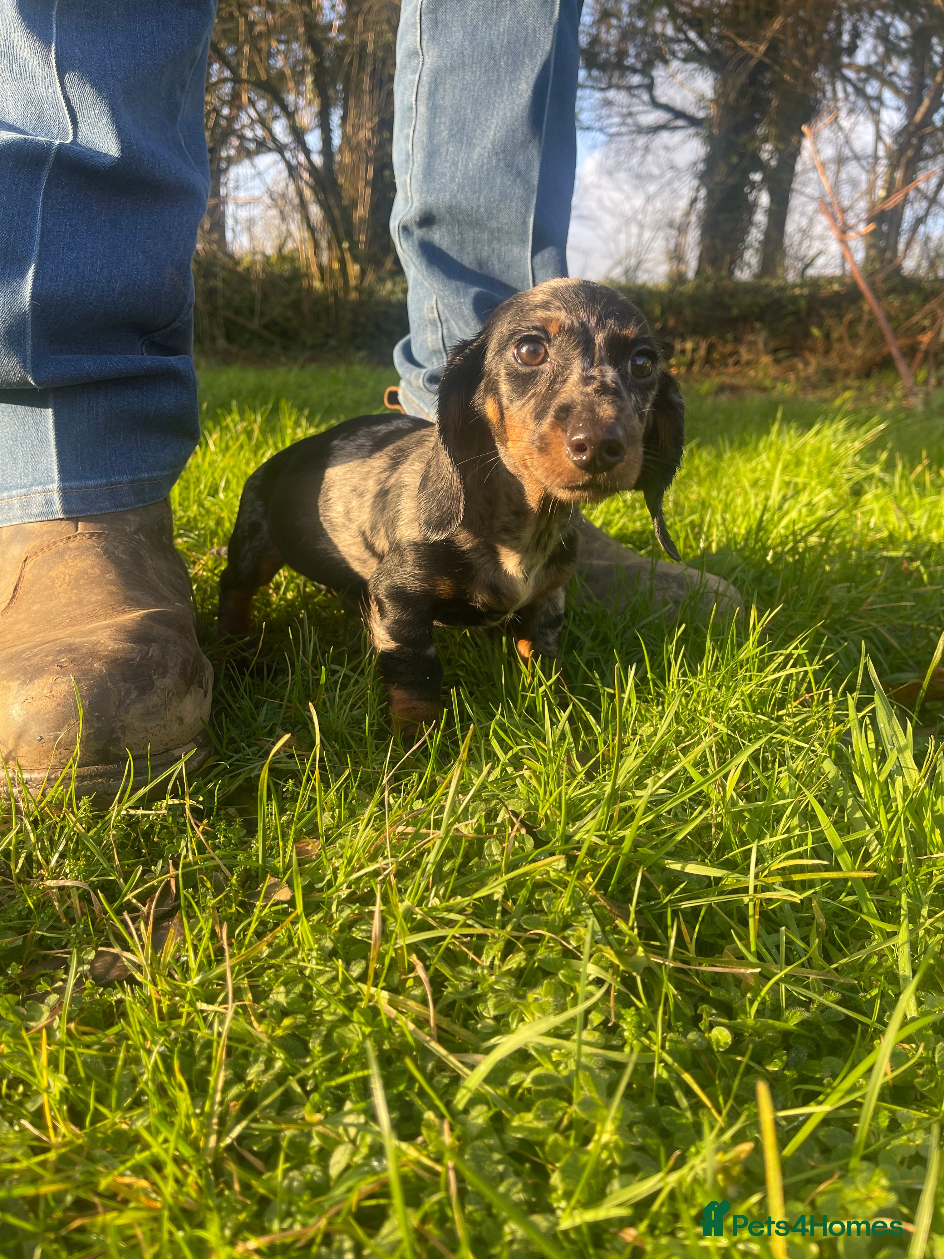 Dachshund dogs 🐶 Ready to leave 🐶 - Advert 15