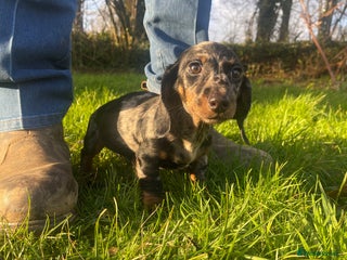 Dachshund dogs 🐶 Ready to leave 🐶 - Advert 15