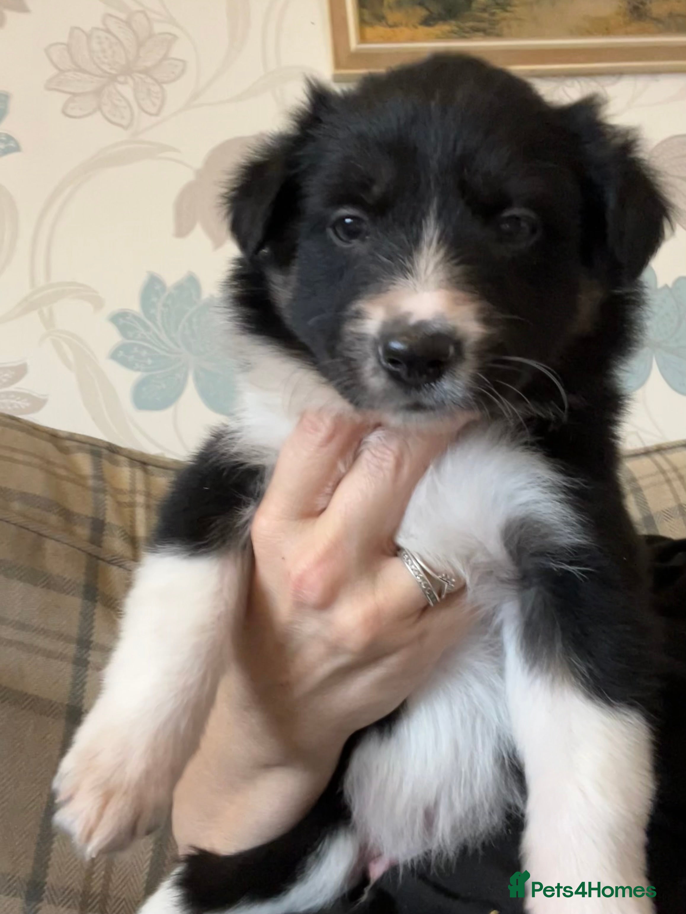 Border Collie dogs Pure Bred Border Collie Puppies - Advert 4