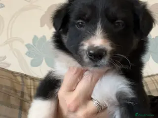 Border Collie dogs Pure Bred Border Collie Puppies - Advert 4