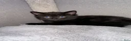 Russian Blue cats for sale: Gorgeous healthy loving kittens - Advert 4