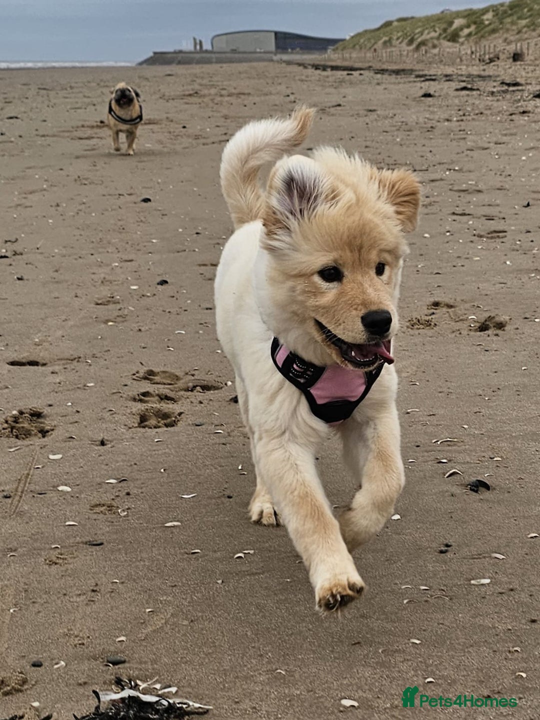 Mixed Breed dogs for sale: For sale - Image 3