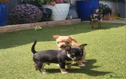Chihuahua dogs for sale: 2 beautiful boys for sale  in Loughborough - Image 1