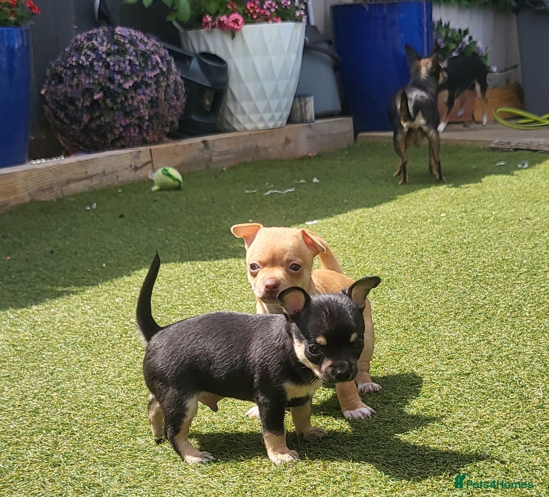 Chihuahua dogs for sale: 2 beautiful boys for sale  in Loughborough - Image 1