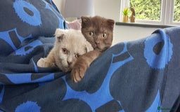 Scottish Fold cats for sale: Scottish Fold Females for Sale  - Image 11