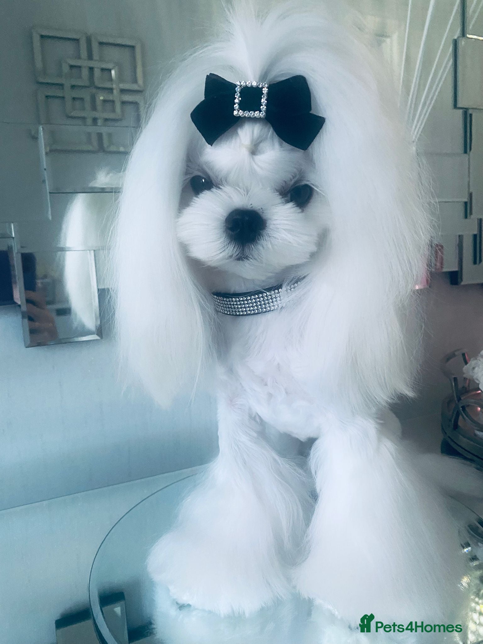 Maltese dogs 🖤KC DNA health tested Tiny Korean Maltese boy🖤  - Advert 1