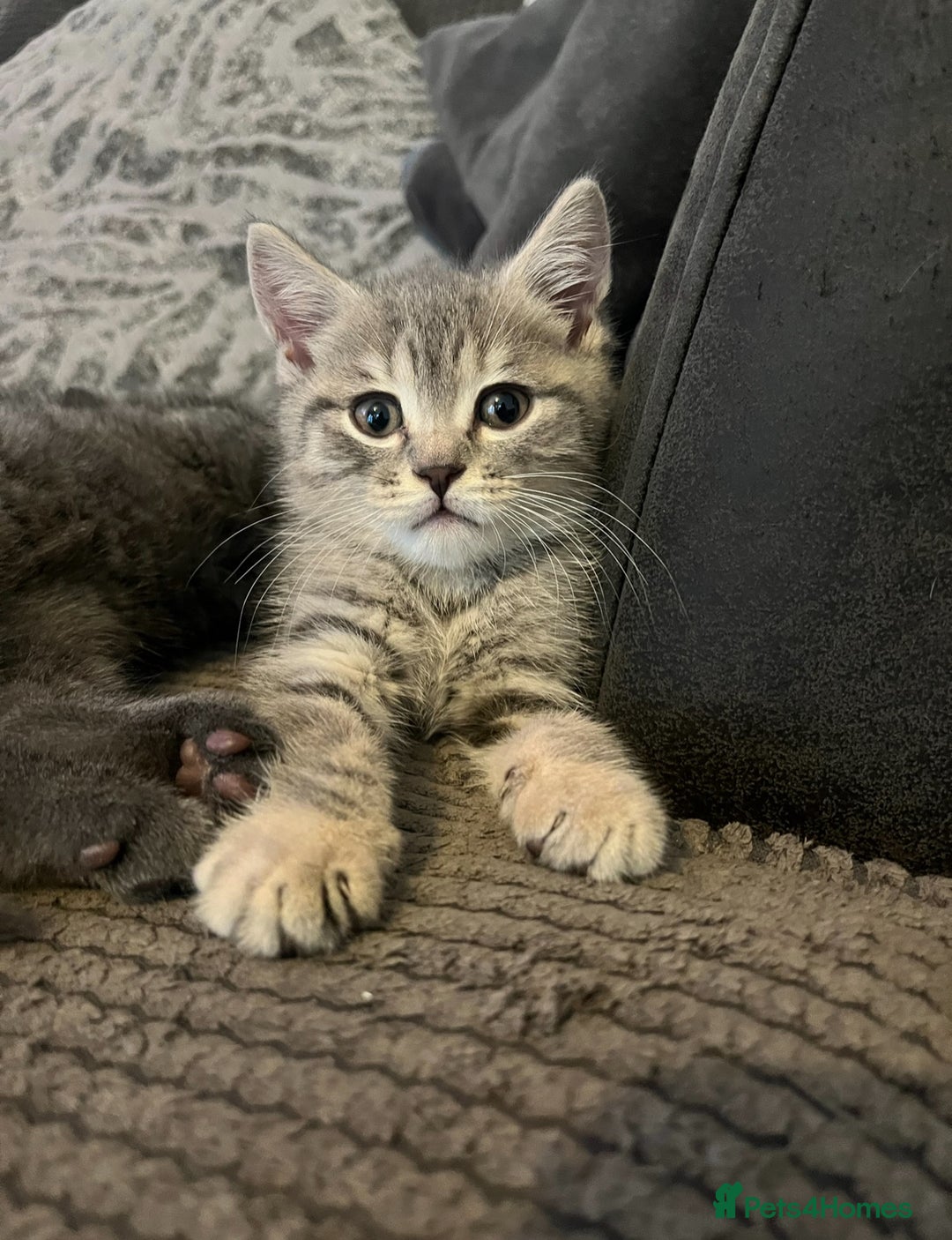 British Shorthair cats for sale: 2 beautiful British Shorthairs for sale  - Advert 6