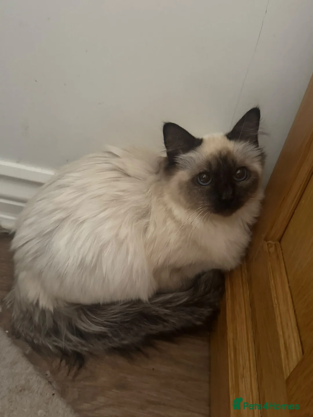 Ragdoll cats for sale: Ragdoll Kittens - Advert 13