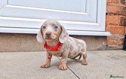 Dachshund dogs for sale: ISABELLA DAPPLE FEMALES AVAILABLE  - Image 6