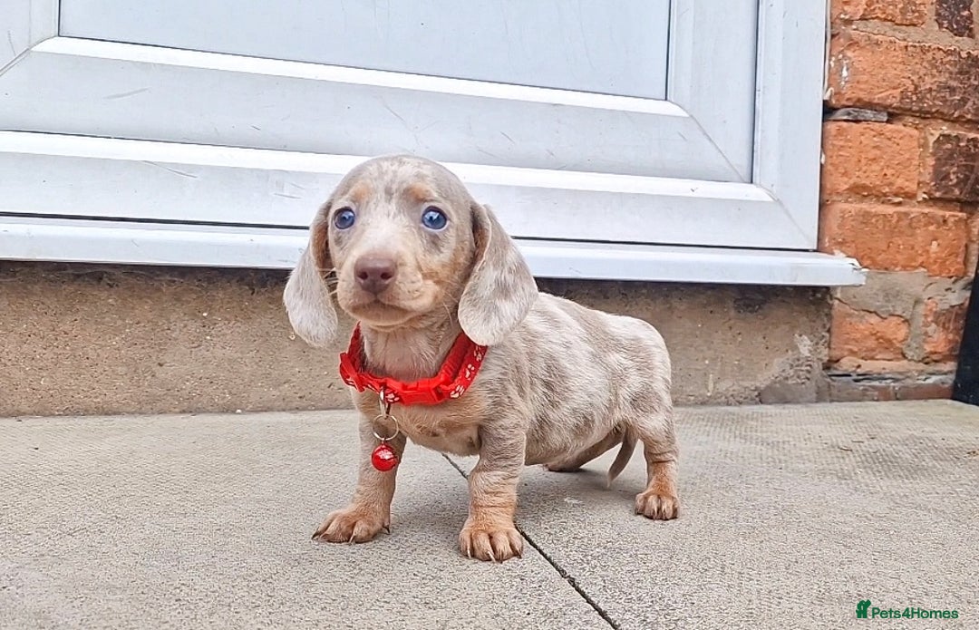 Dachshund dogs for sale: ISABELLA DAPPLE FEMALES AVAILABLE  - Image 6