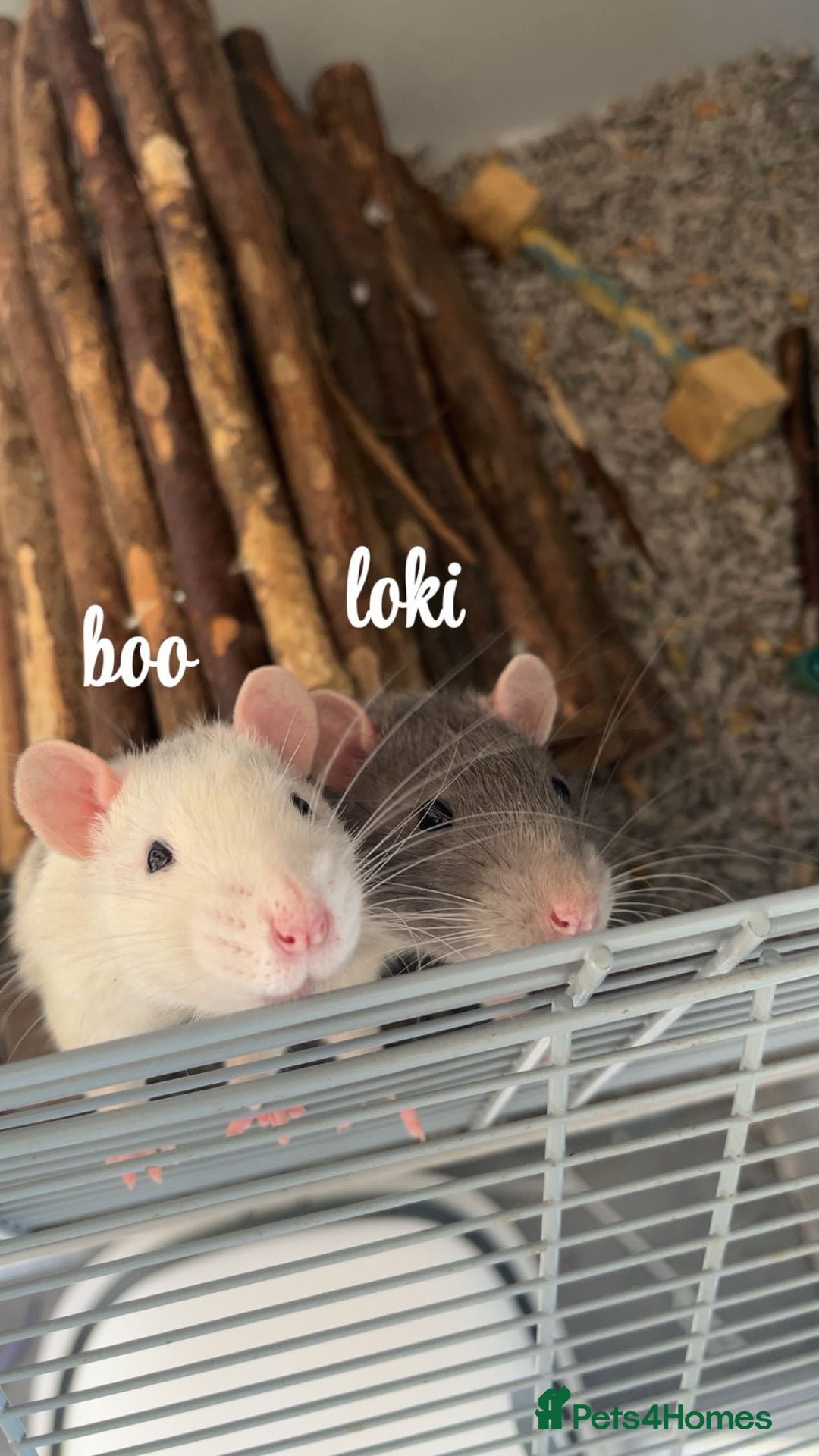Rat rodents for sale: 5 male rats looking for a new home - Image 5